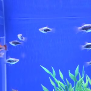 Platys