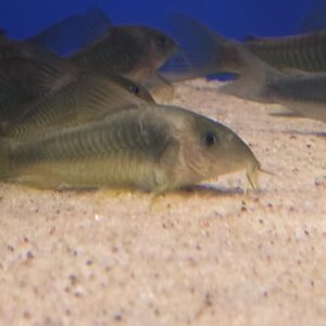 Green Gold Cory 4-5cm
