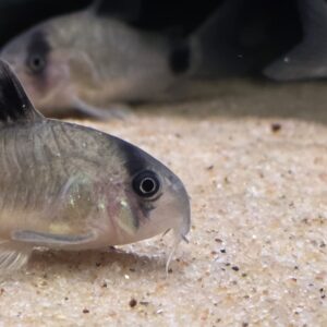 Corydoras Panda 4cm