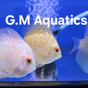 Discus  2"
