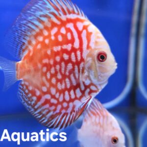 Discus 2"-3"