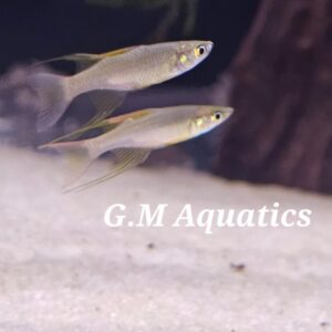 Threadfin Rainbowfish 2.8-3cm