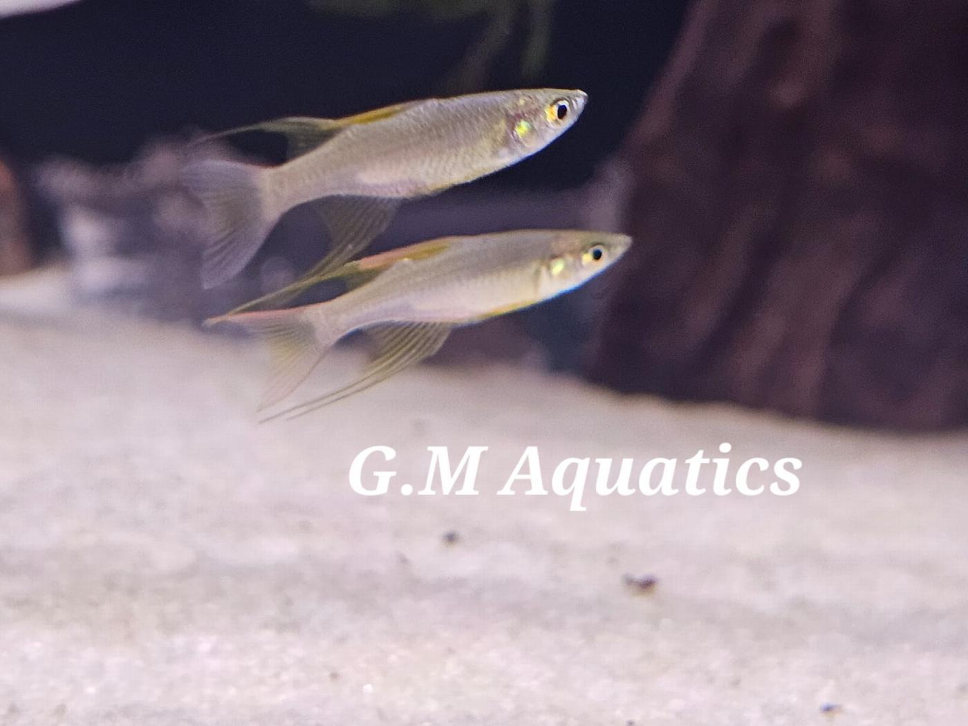 Threadfin Rainbowfish 2.8-3cm