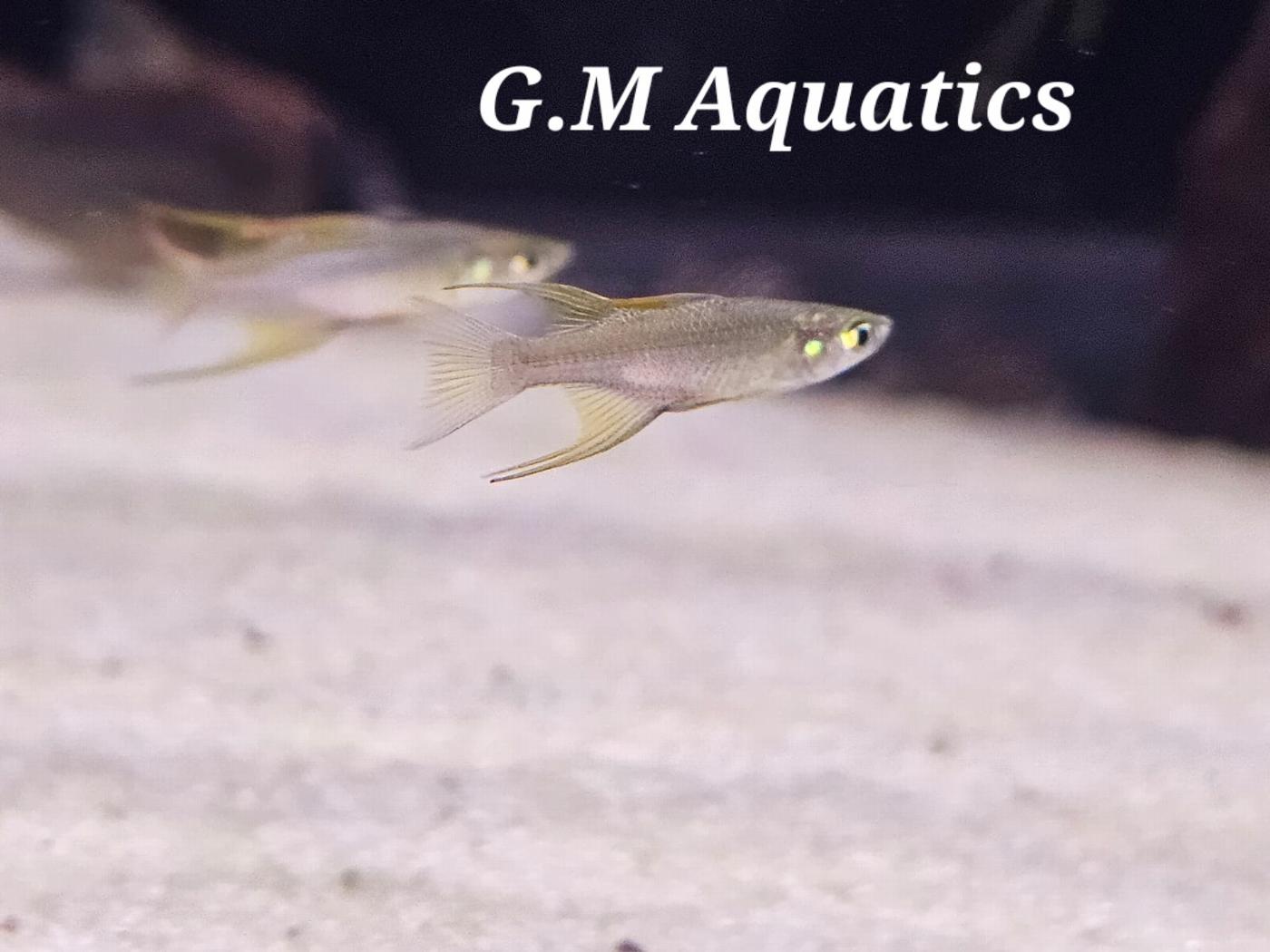 Threadfin Rainbowfish 2.8-3cm - Image 2