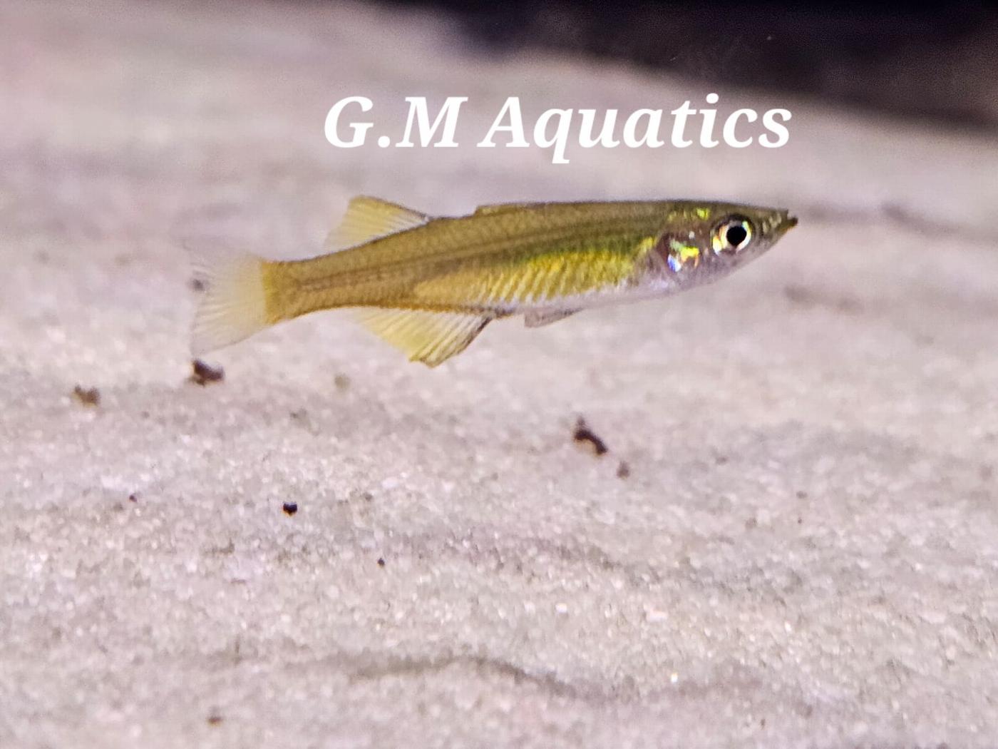 Threadfin Rainbowfish 2.8-3cm - Image 3