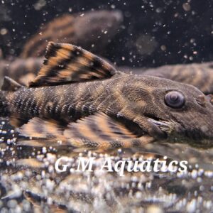 Panaqolus sp. L397 8-10cm