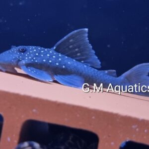Blue Phantom Plec L128 12-15cm Wild