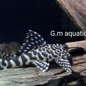 L134 Peckoltia Compta  6-7cm