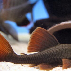 Hypostomus soniae L137