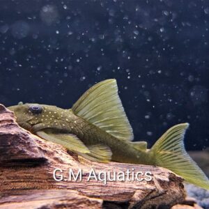 Green Phantom Pleco L200 wild