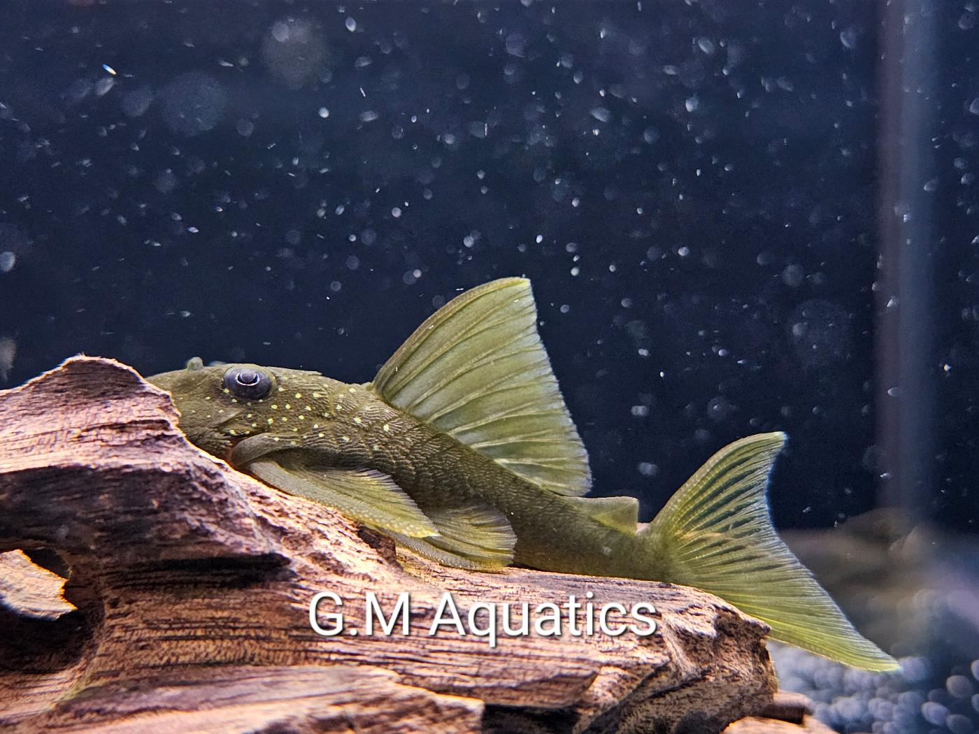 Green Phantom Pleco L200 wild