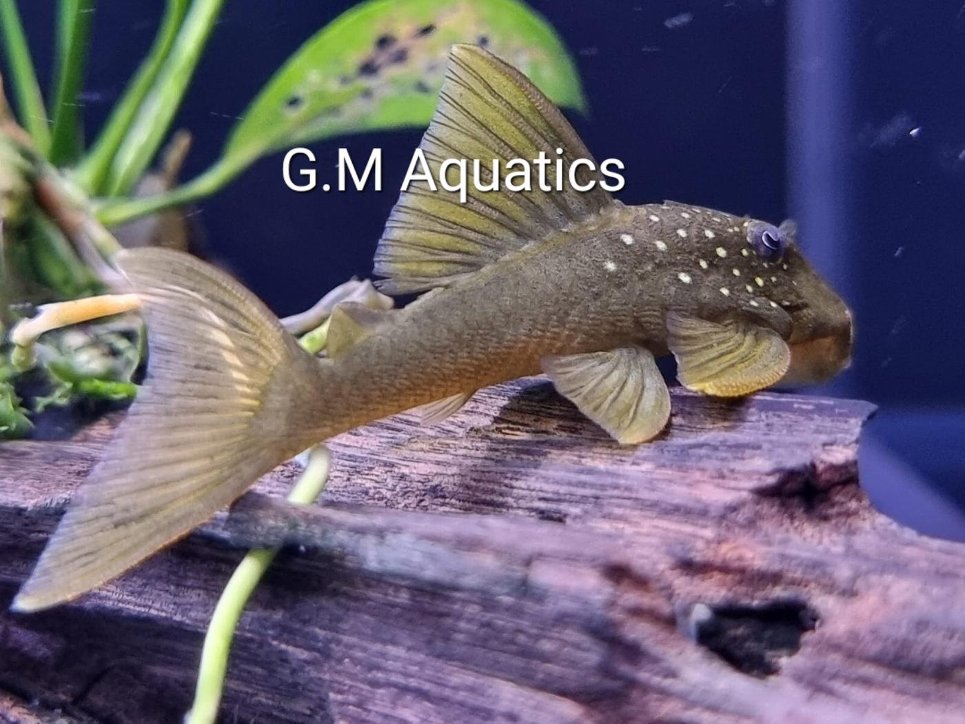 Green Phantom Pleco L200 wild - Image 2