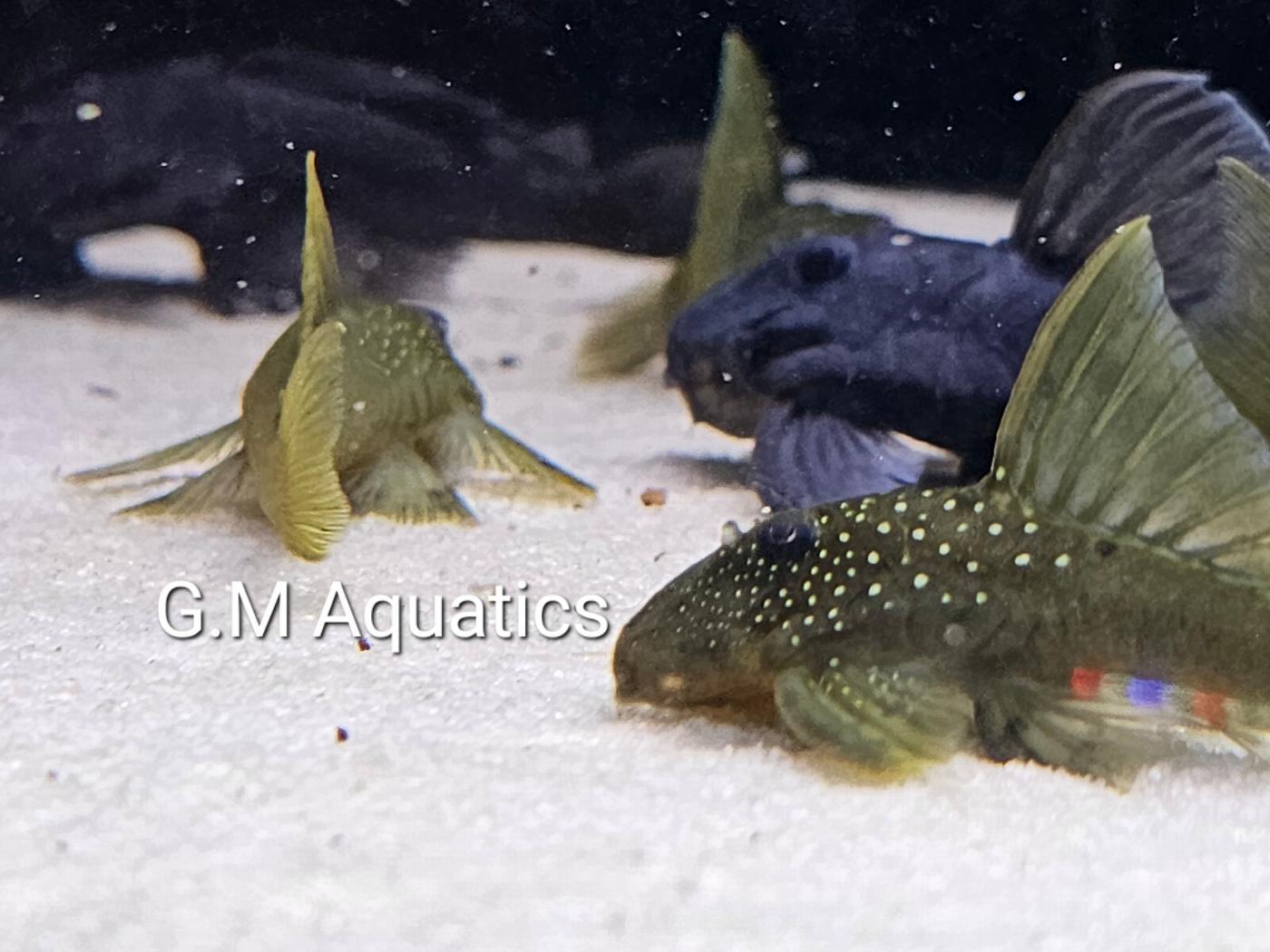 Green Phantom Pleco L200 wild - Image 3