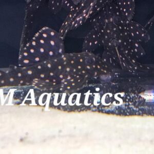 L201 Orinoco Angel 6-8cm Wild