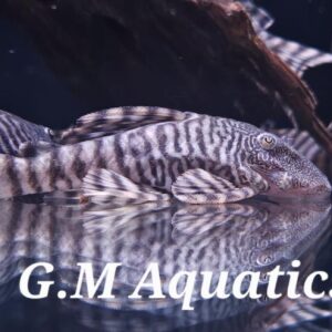 Panaqolus changae   L226