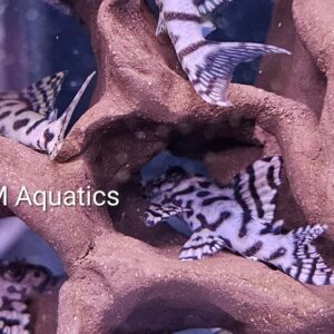 Hypancistrus L236 SW 5-6cm