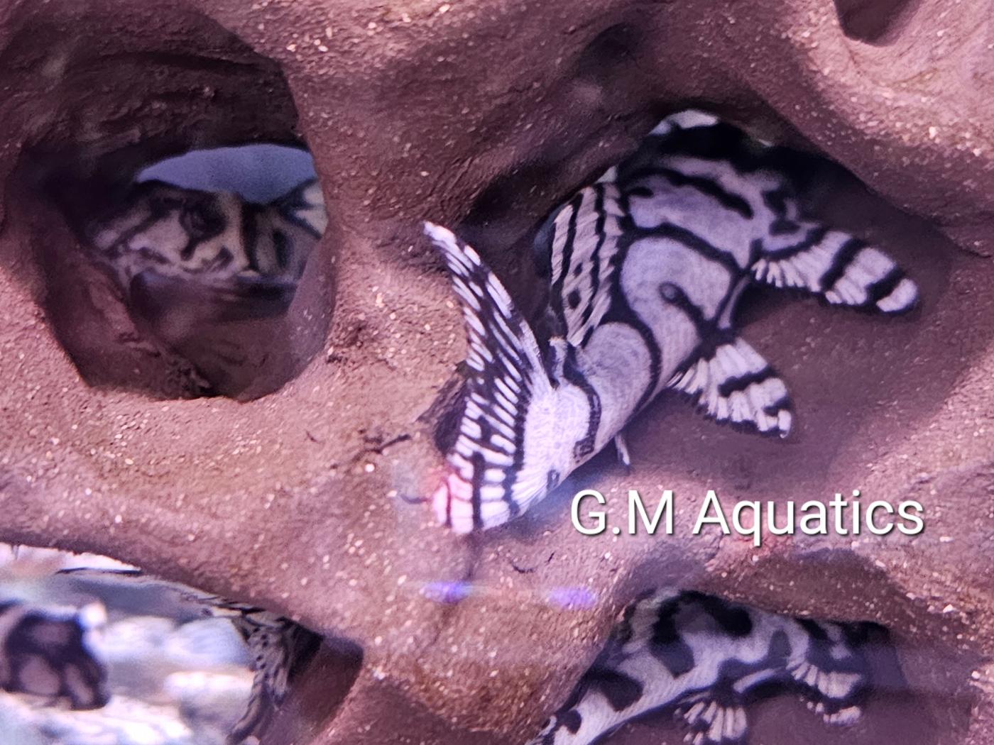 Hypancistrus L236 SW 5-6cm - Image 3