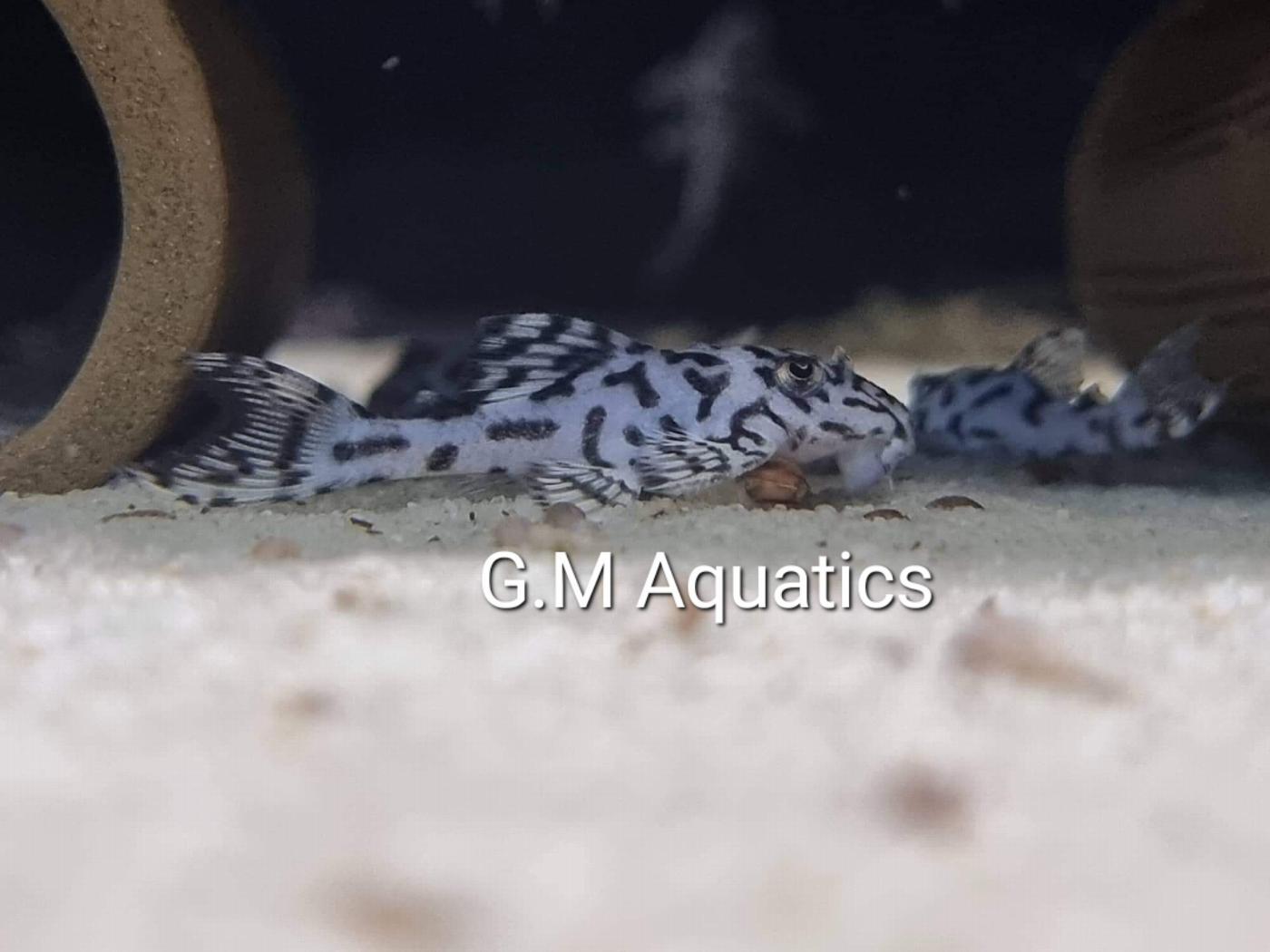 Hypancistrus L236 SW 5-6cm - Image 6