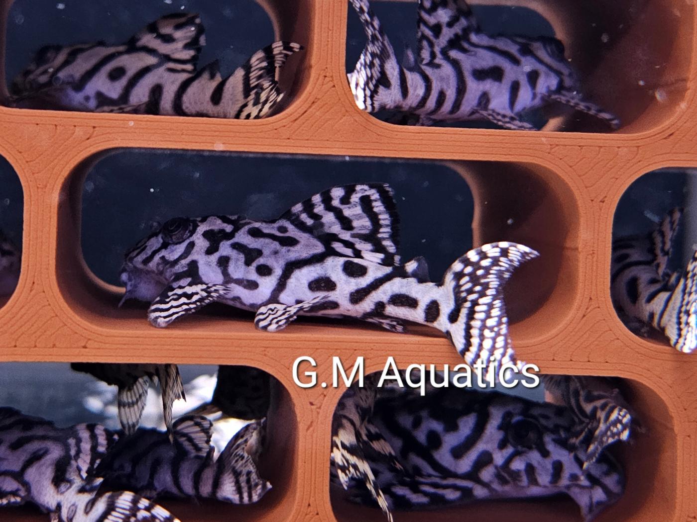 Hypancistrus L236 SW 5-6cm - Image 7