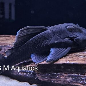 Blue Panaque L239 7-8cm Wild