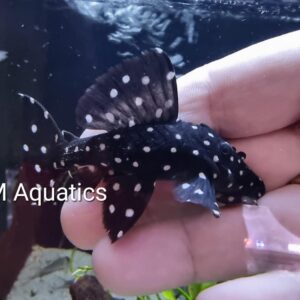 L240 Galaxy Pleco WILD Leporacanthicus cf Galaxias