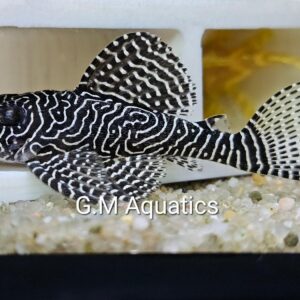 Queen Arabesque Plec L260