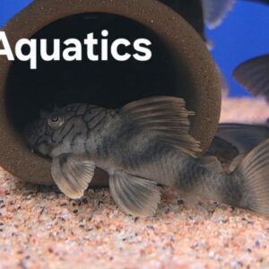 Wormline Plec L121/L305