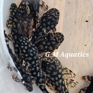 Ancistrus L 309  3-4cm Tb