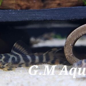 Peckoltia sp. L377  f1  3-4cm