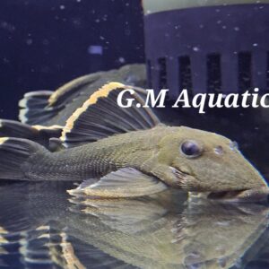 Magnum Plec L047  8-10cm