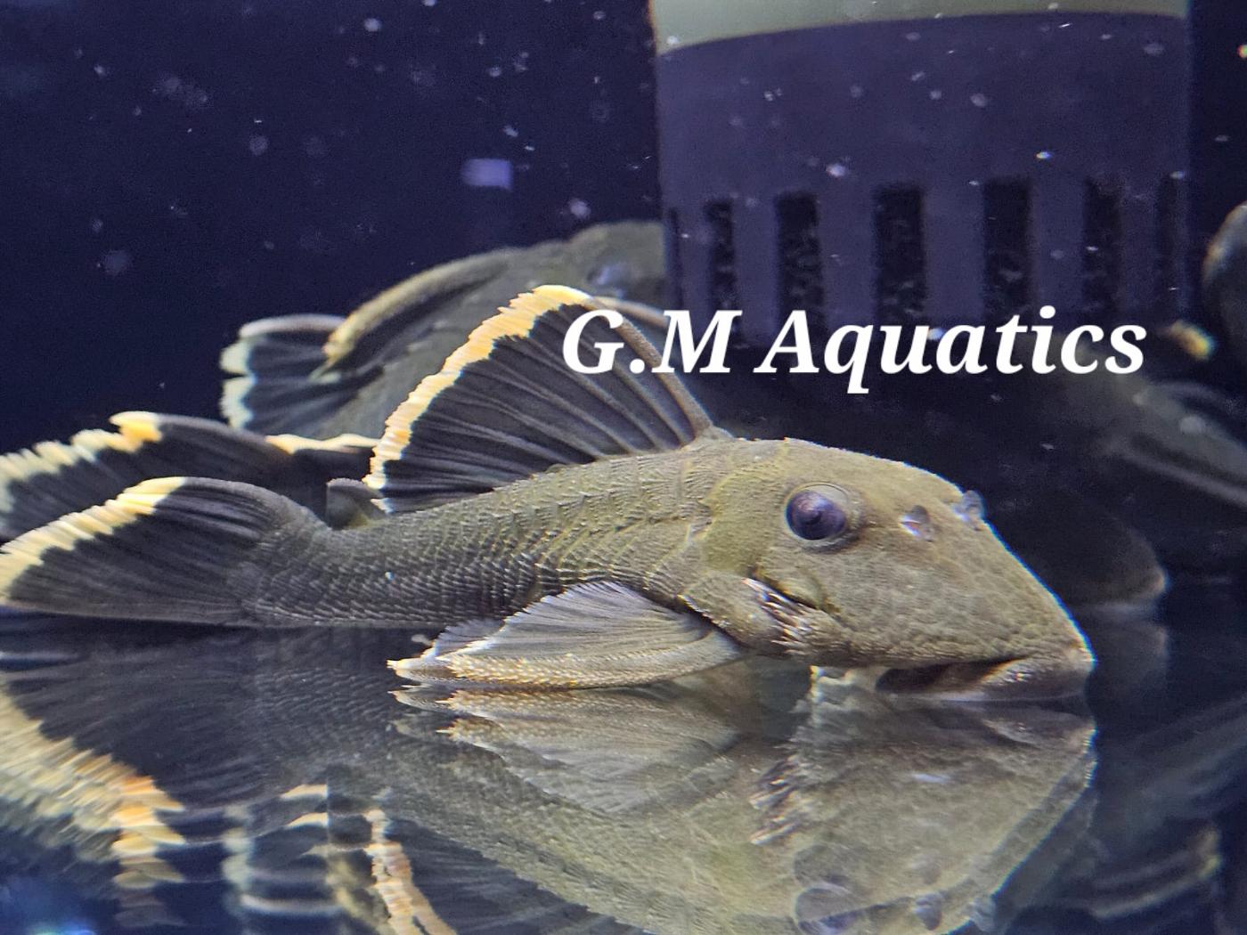 Magnum Plec L047 8-10cm