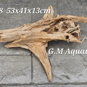 Cunninghamia Lanceolata - hollow wood no 8