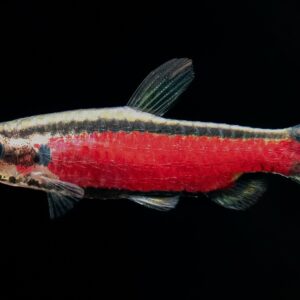 Pencilfish Nannostomus sp. Cenepa