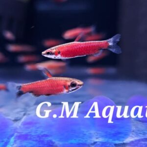 Pencilfish Nannostomus sp. Amaya