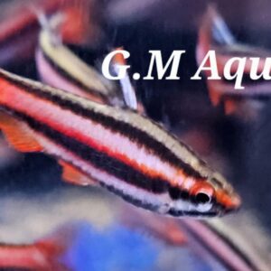 Pencilfish Nannostomus mortenthaleri