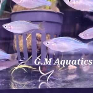 Neon Dwarf Rainbow 3cm