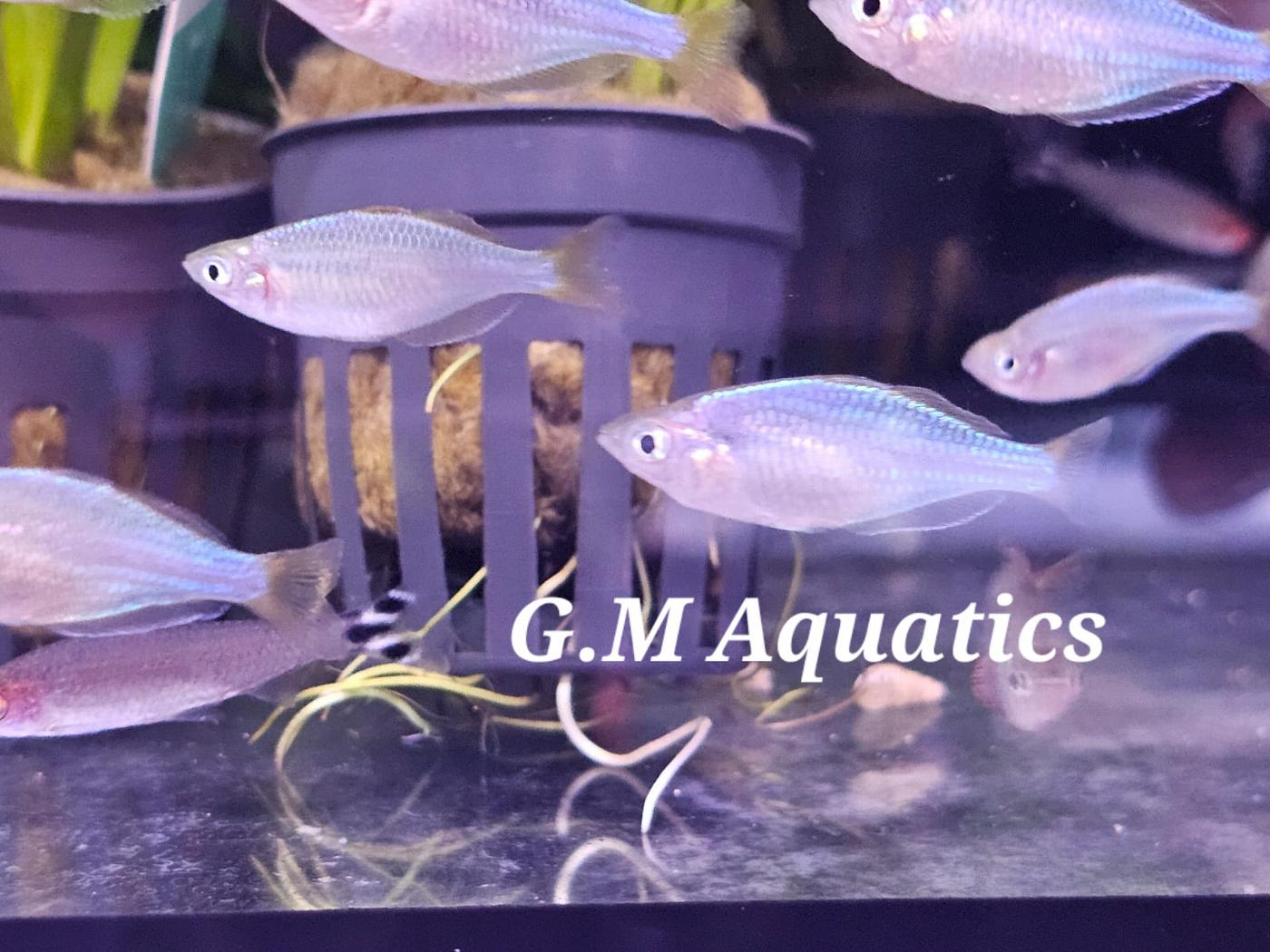Neon Dwarf Rainbow 3cm