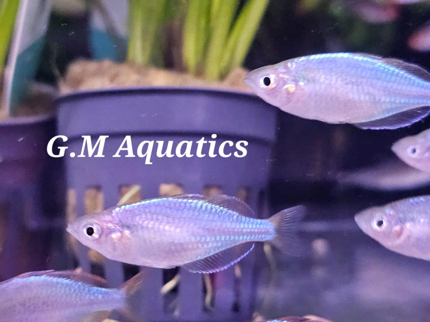 Neon Dwarf Rainbow 3cm - Image 2