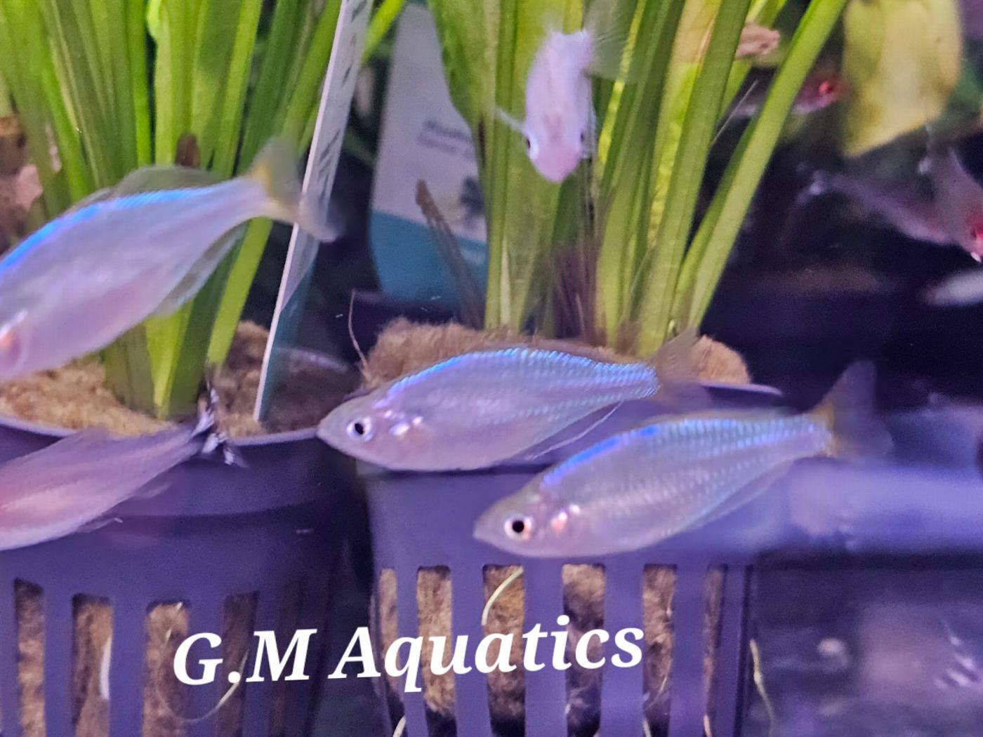 Neon Dwarf Rainbow 3cm - Image 3