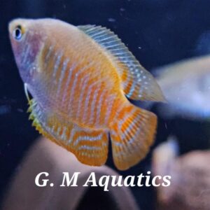 Neon Dwarf Gourami Large males