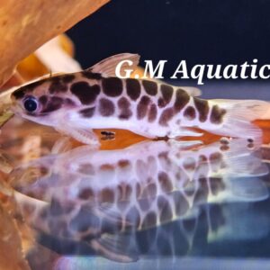 Centromochlus Perugiae - oil catfish