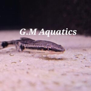 Otocinclus  Wild 3-4cm