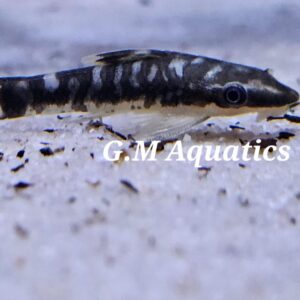 Otocinclus cocama  4-5cm