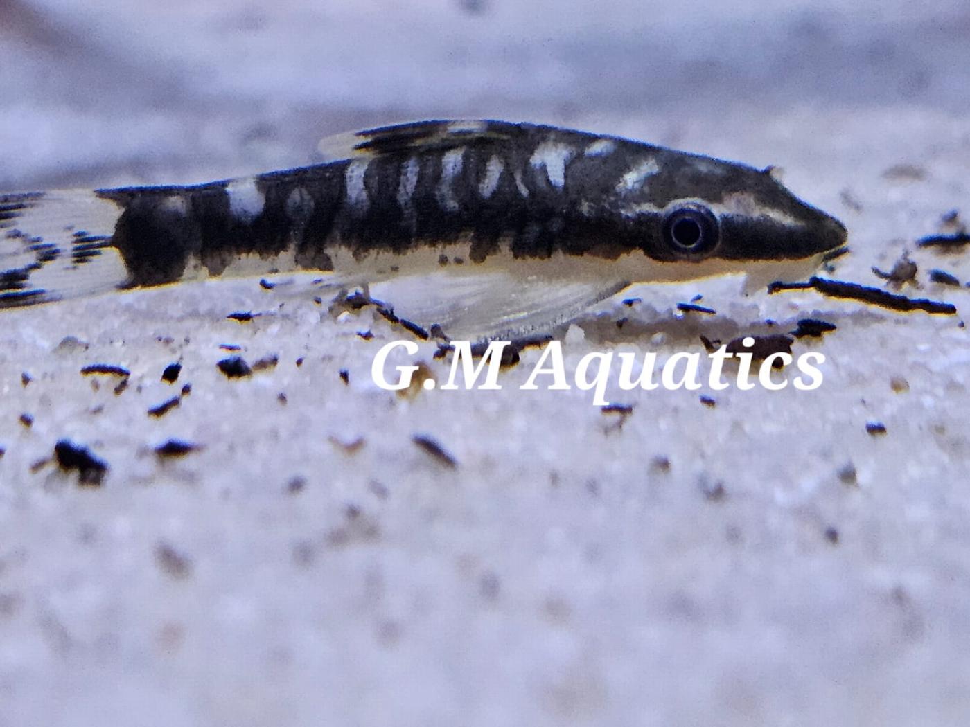 Otocinclus cocama 4-5cm