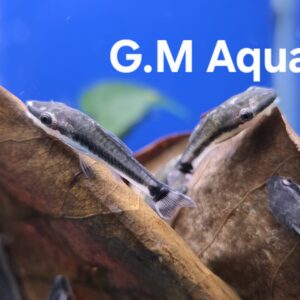Otocinclus Vittatus Wild 3-4cm