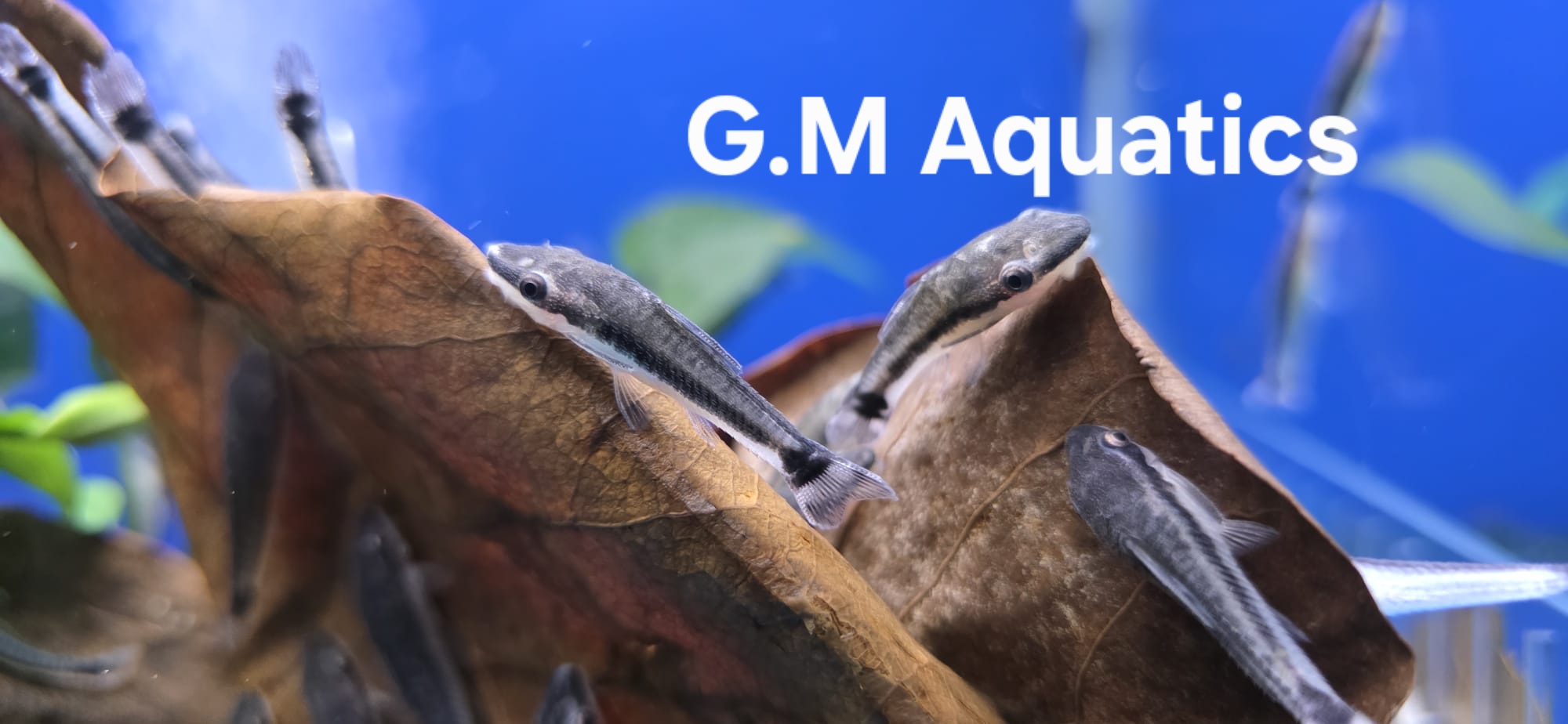 Otocinclus Vittatus Wild 3-4cm