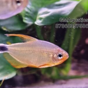 Hyphessobrycon Procyon rare