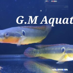 Crenicichla  zebrina WILD 20+CM