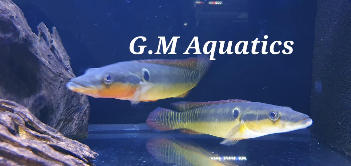 Crenicichla zebrina WILD 20+CM