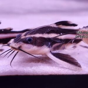 Raphael - talking catfish  6-8cm